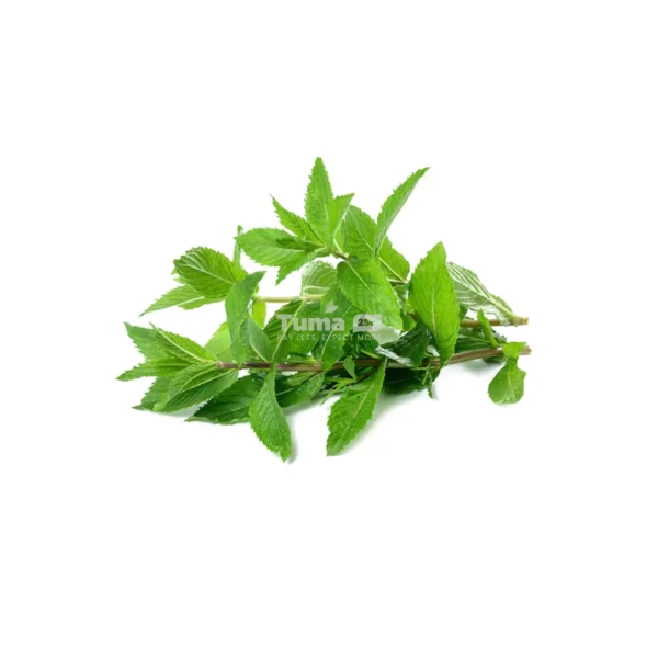 Mint leaves (Feuilles de Menthe) -Bunch